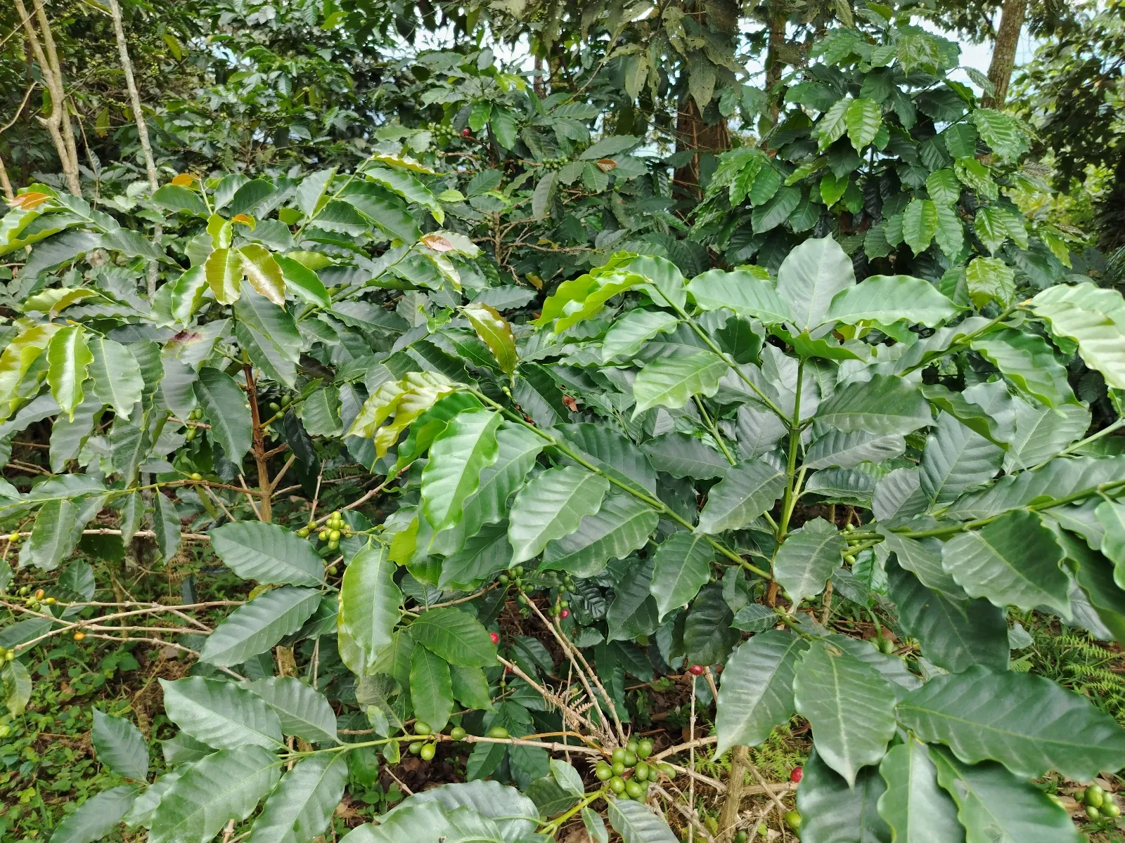 La filita