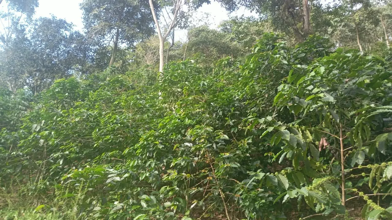 La Heredera