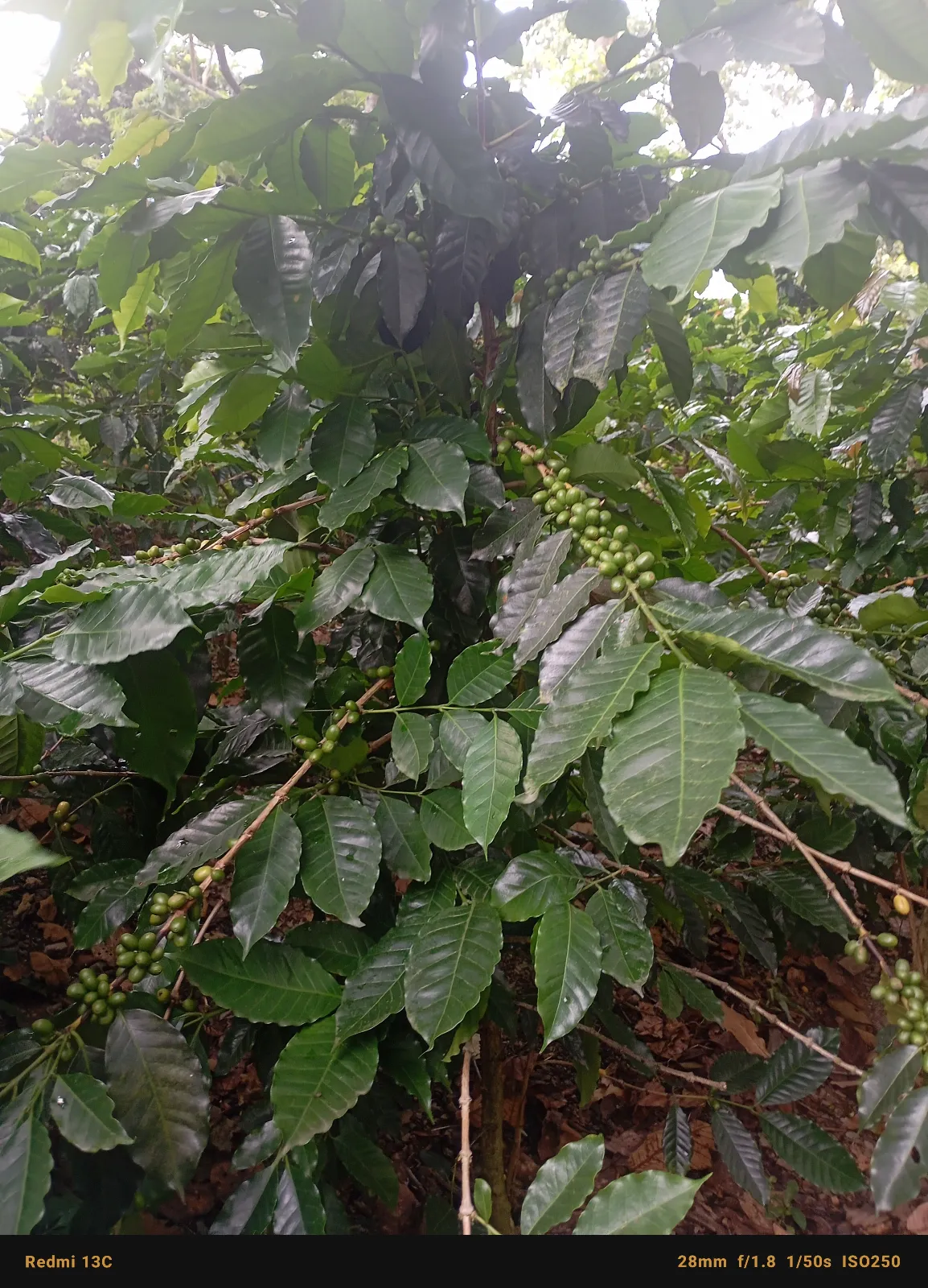 El Cambural