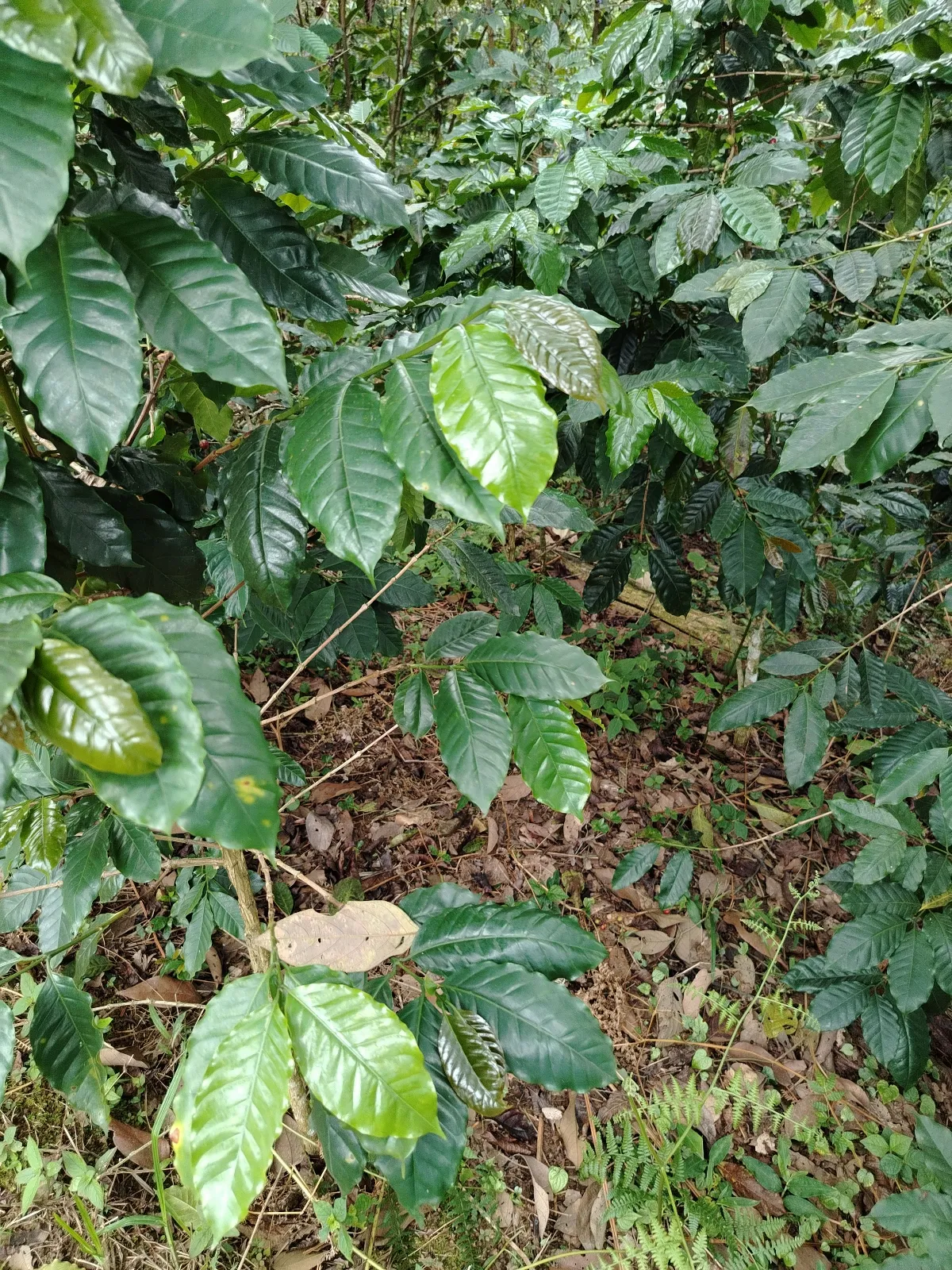 La Peña