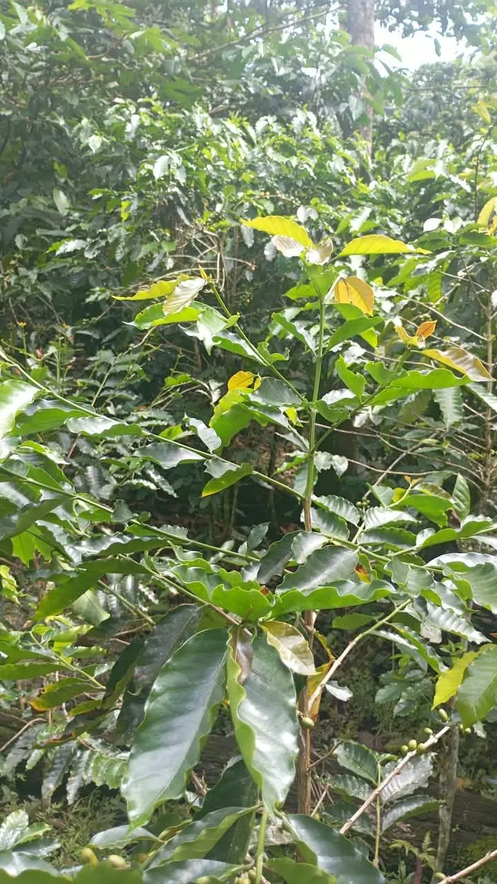 El Bambú
