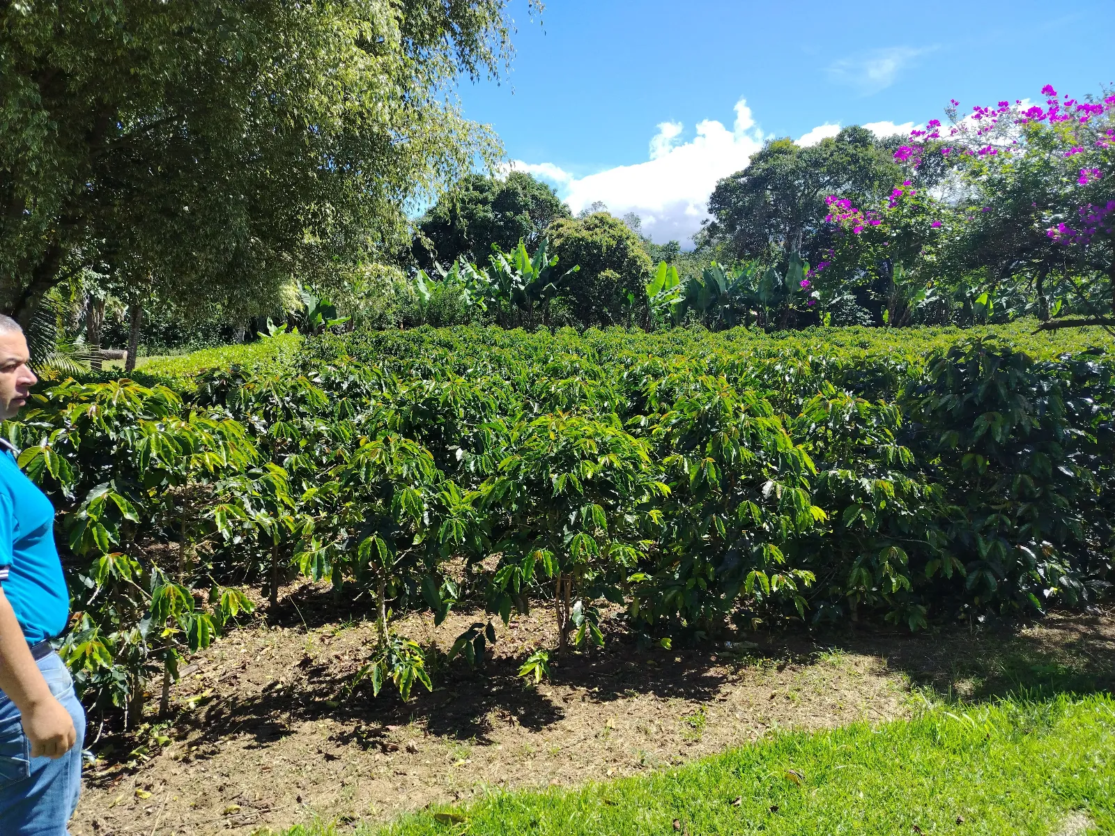 Finca yimmi
