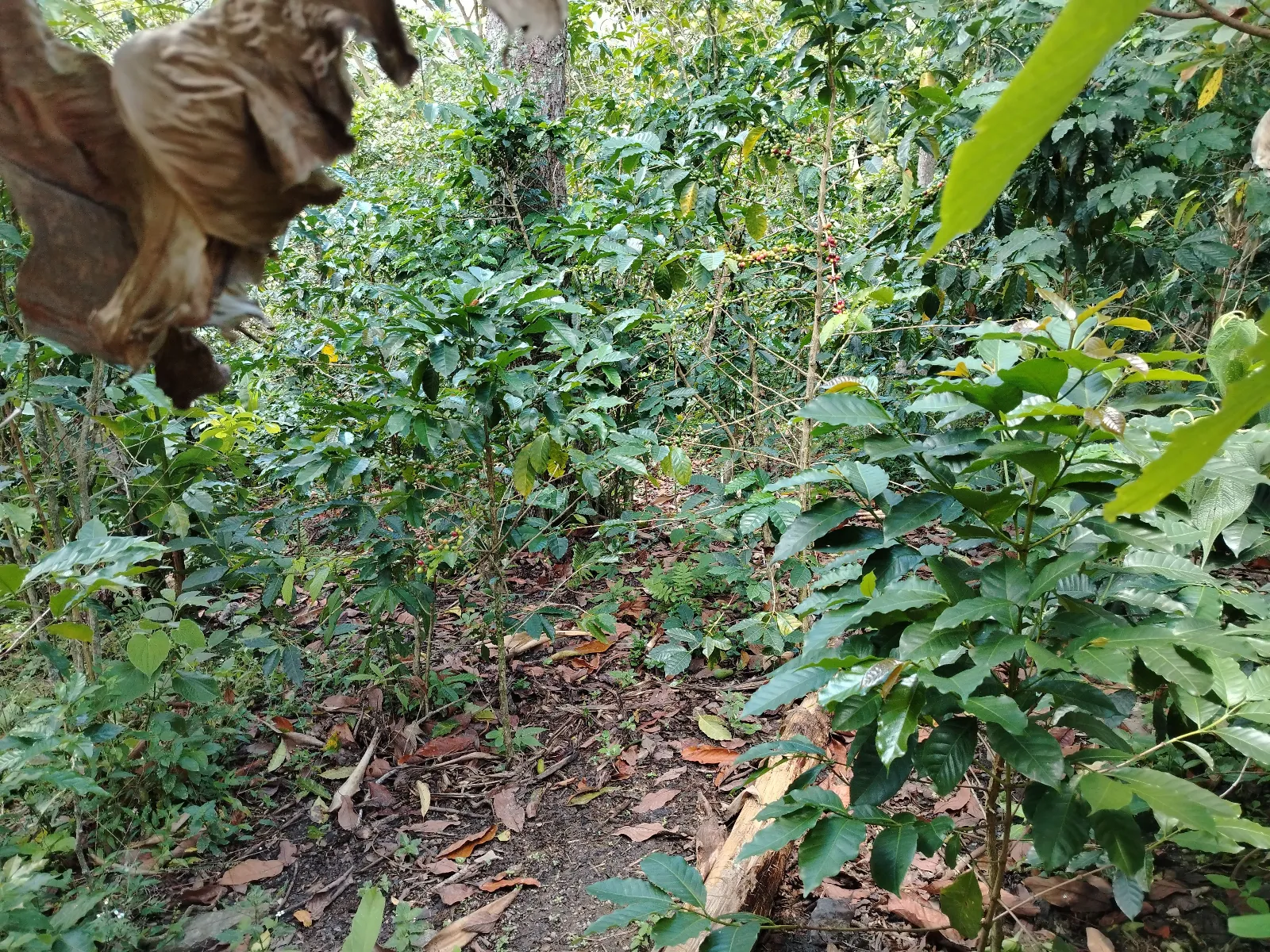 Finca Anibal