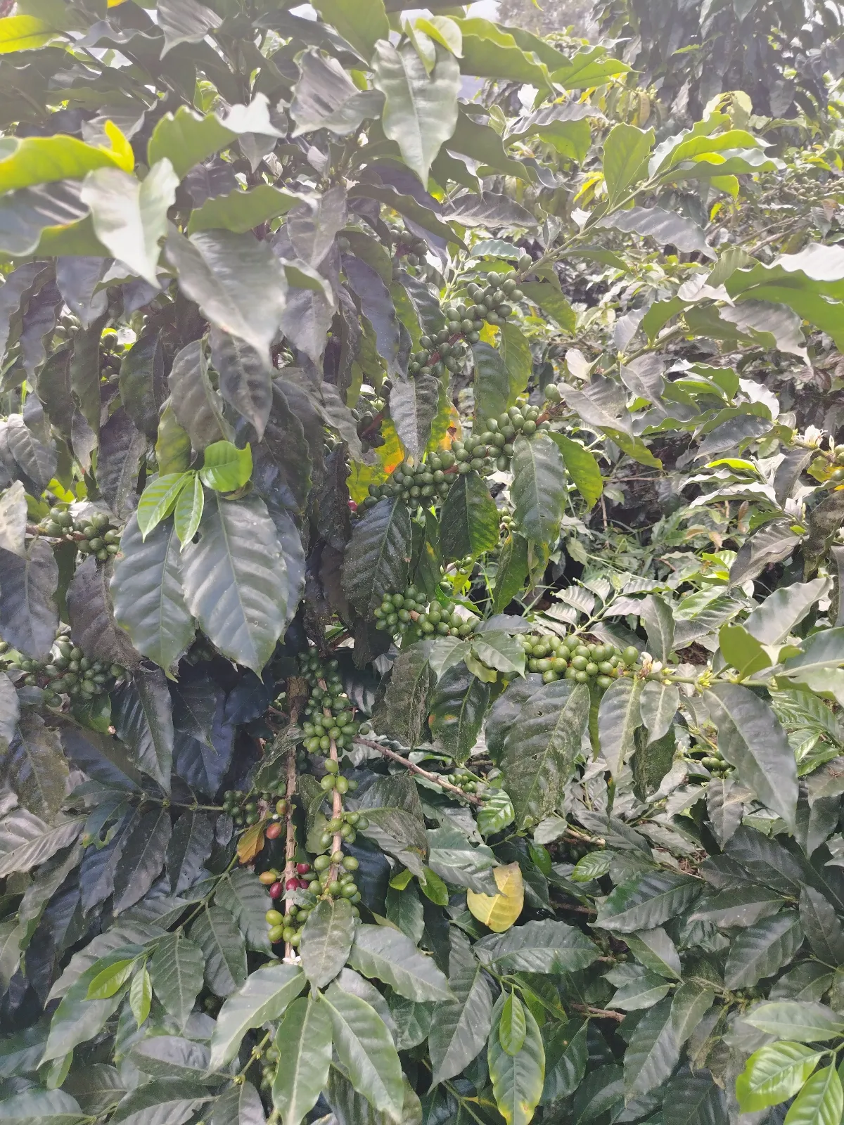 Finca san isidro