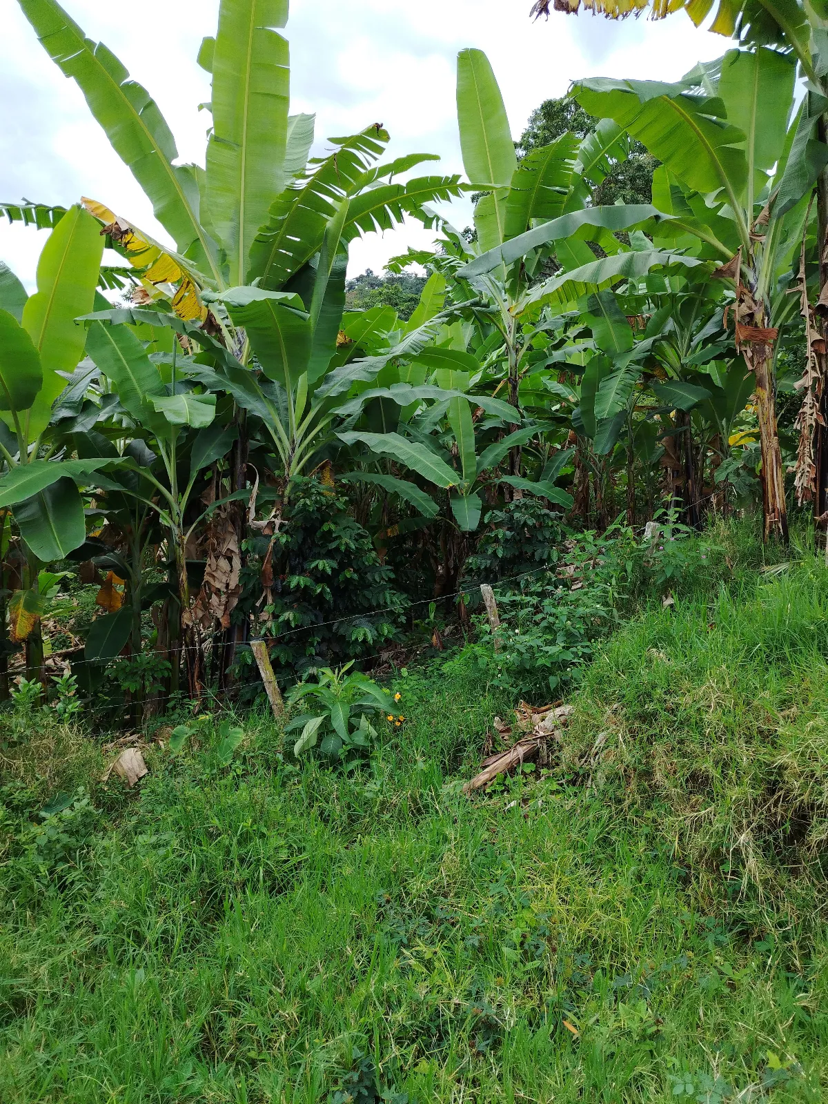 El guaimaro