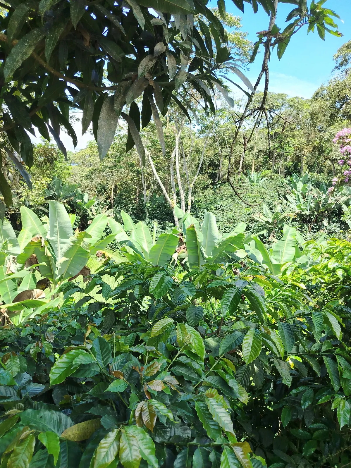 Mi tesoro