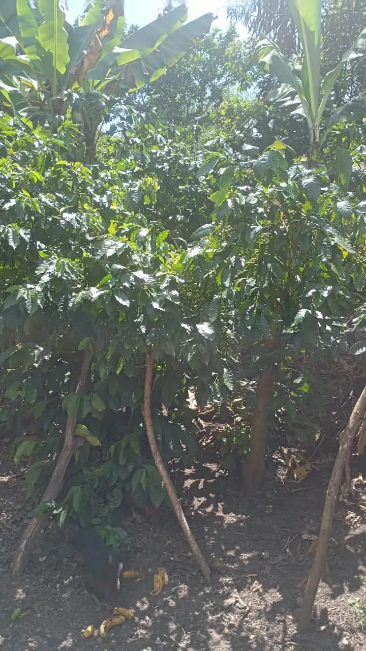 La velasquezca