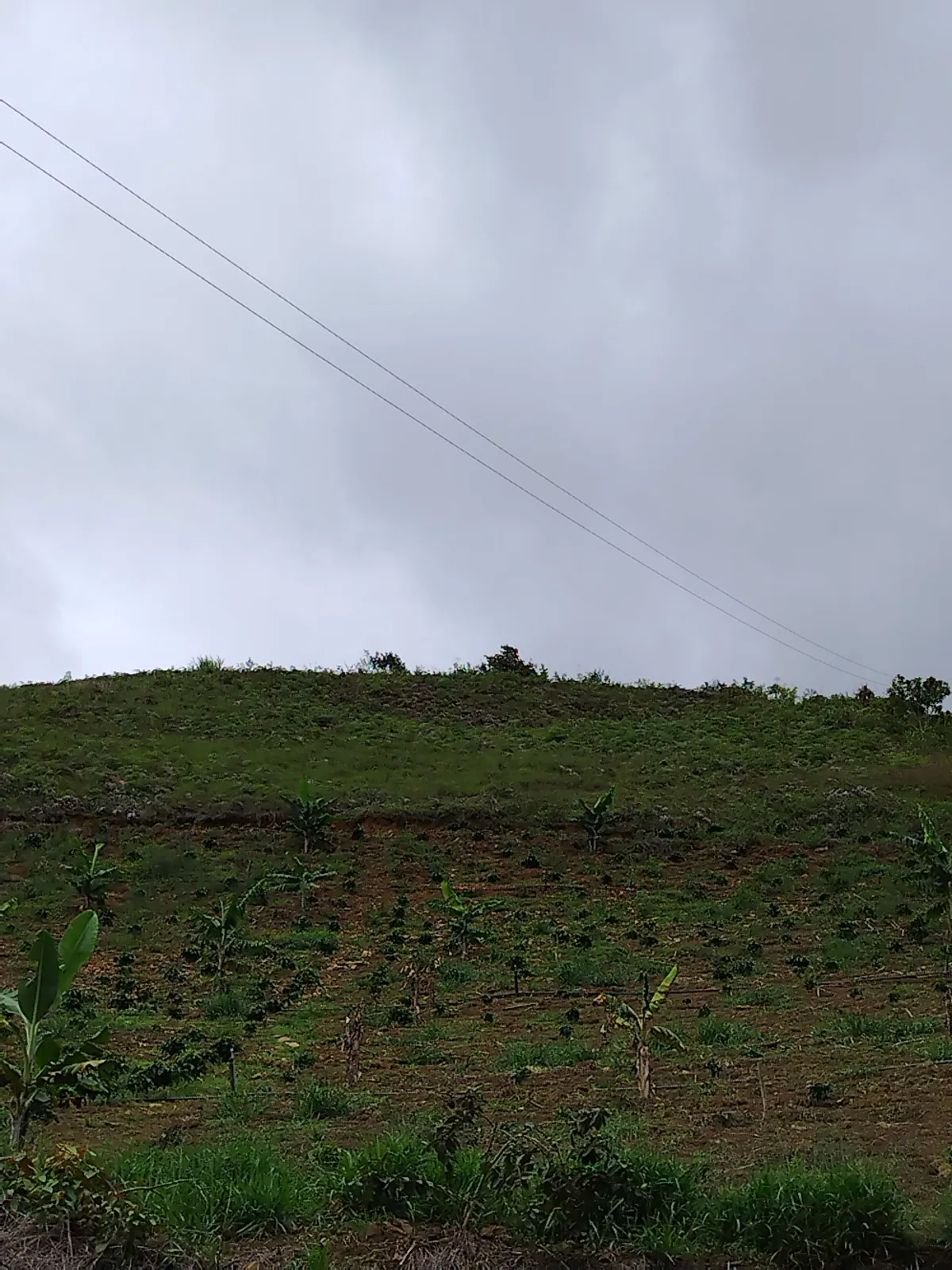 La concepción
