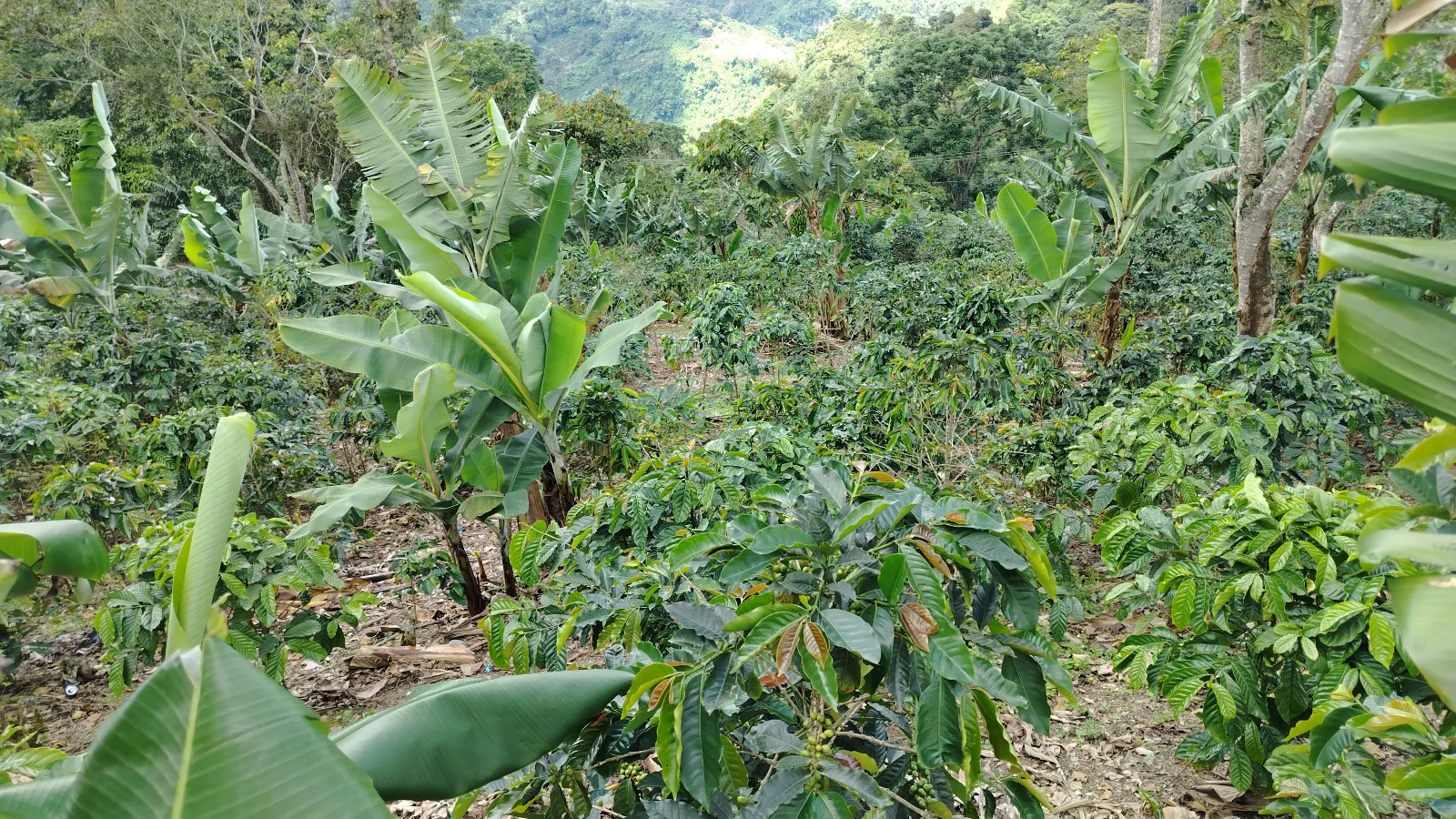 La esperanza