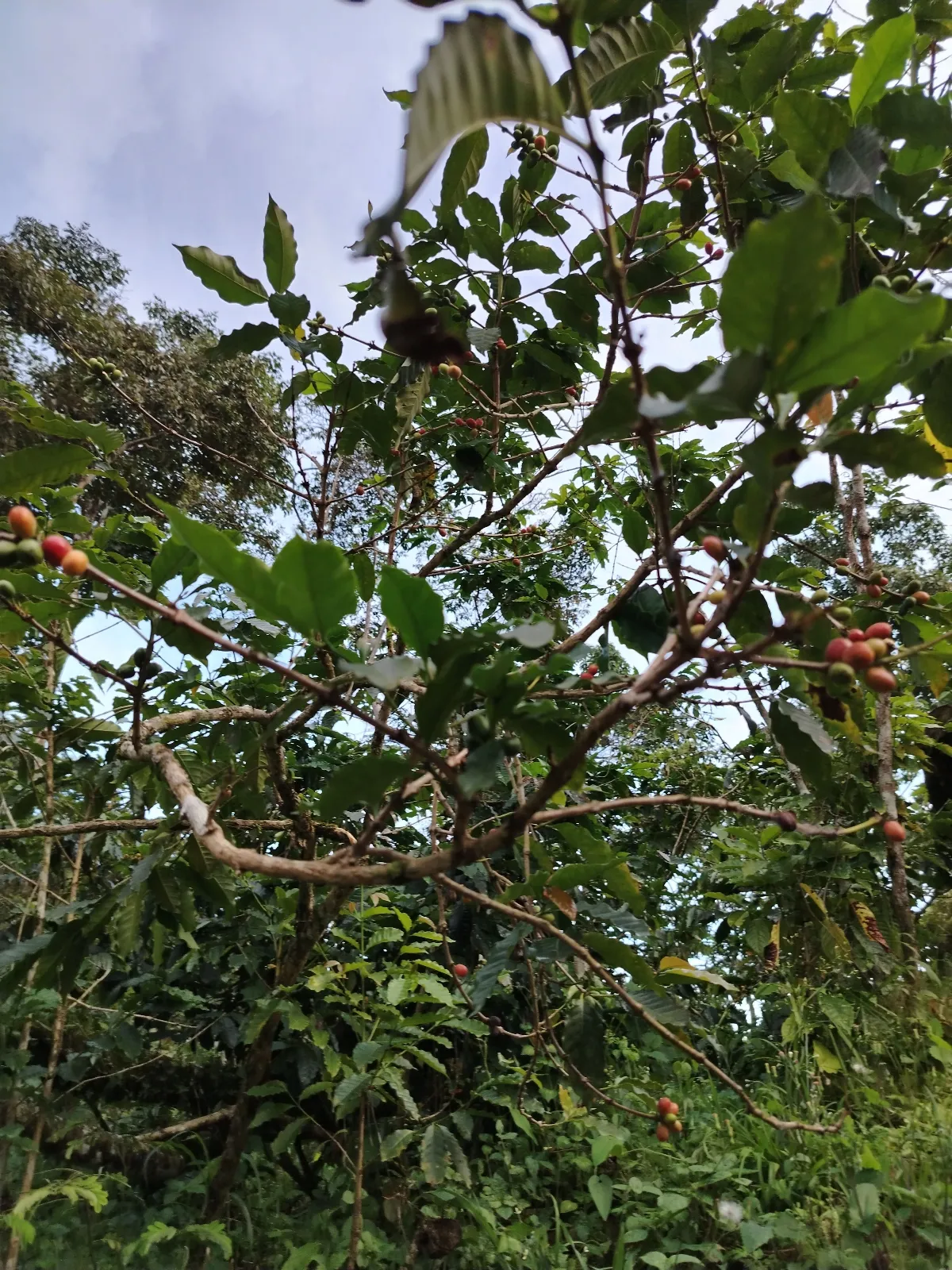 La Matadera Ii