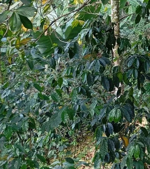 La Zapata