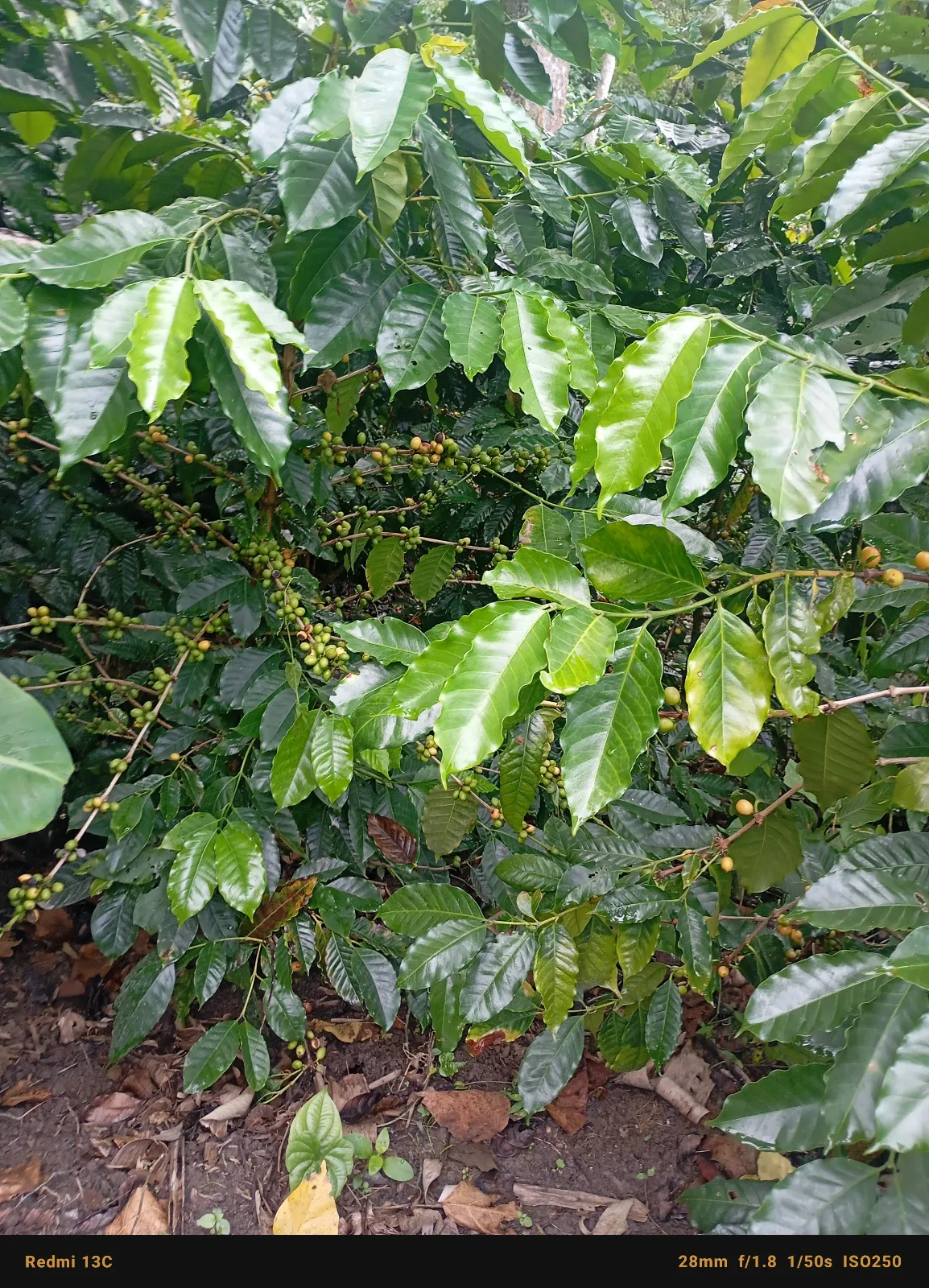 La cima