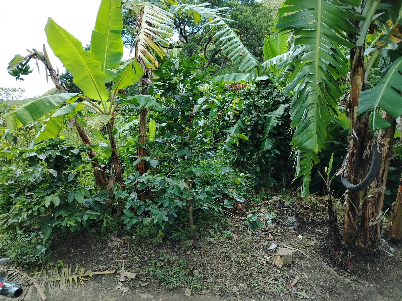 El Rincón