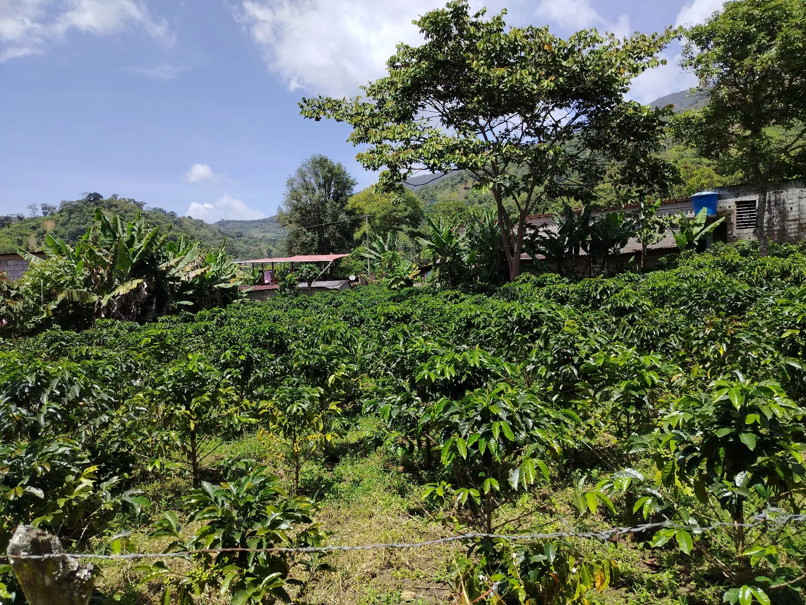 Finca Jelcar
