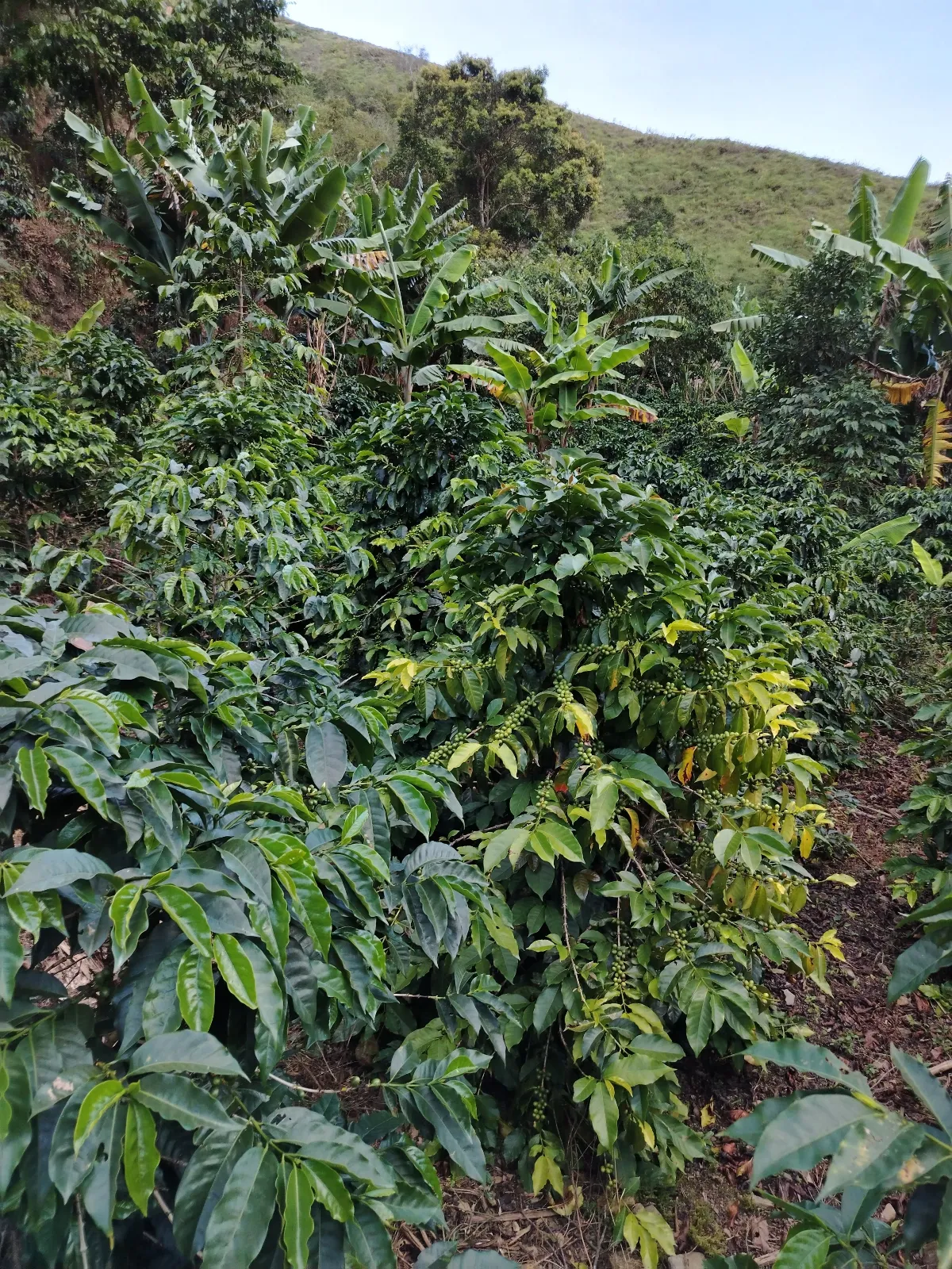 La vega