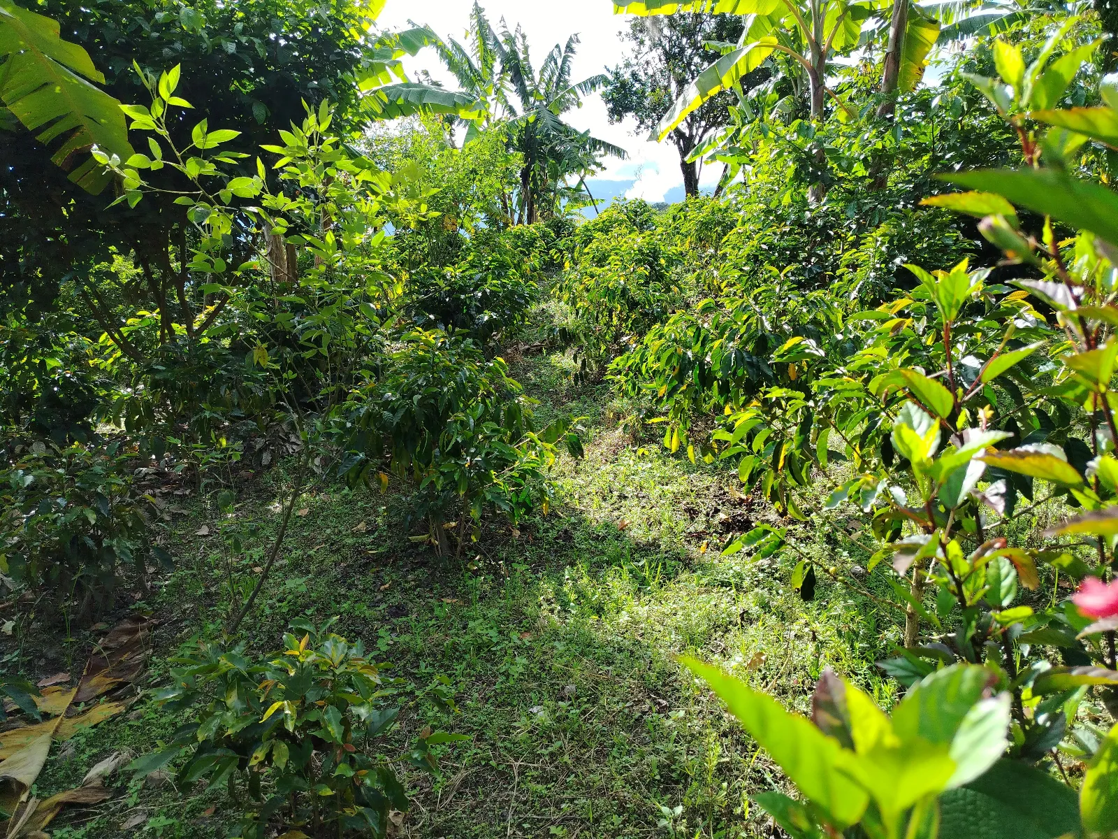 Santa barbara chanda