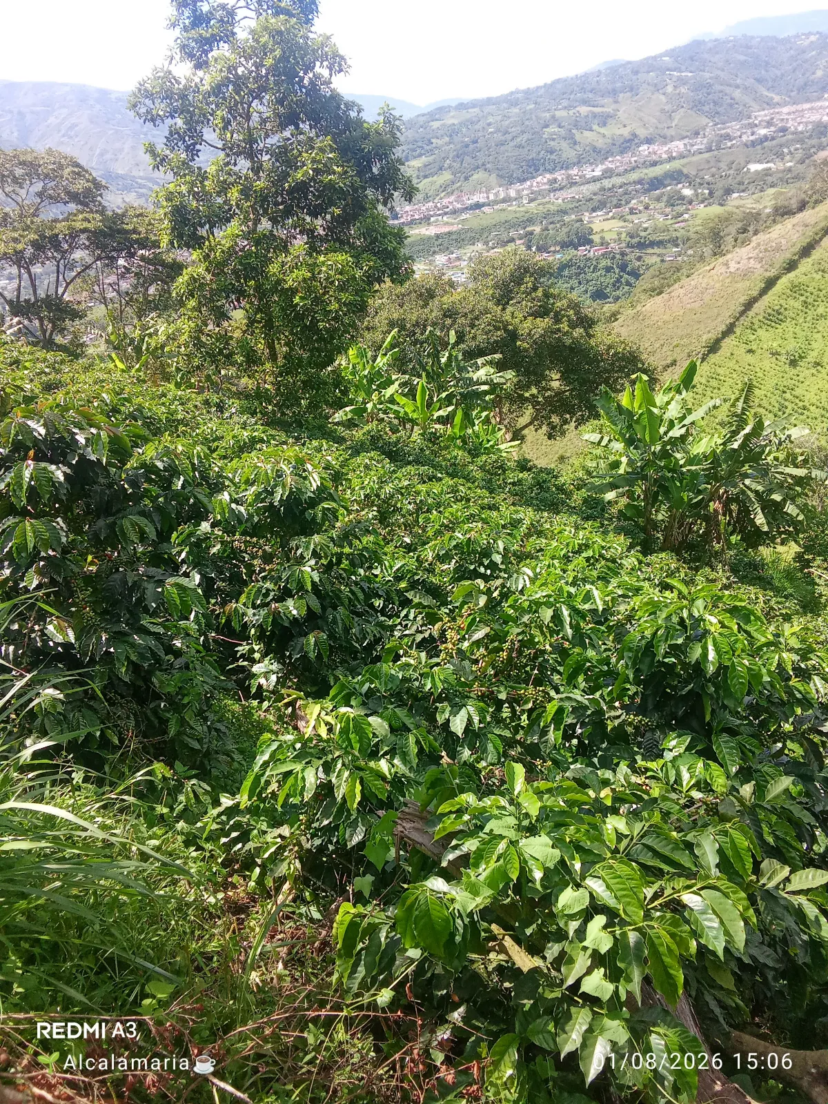 Finca nestor