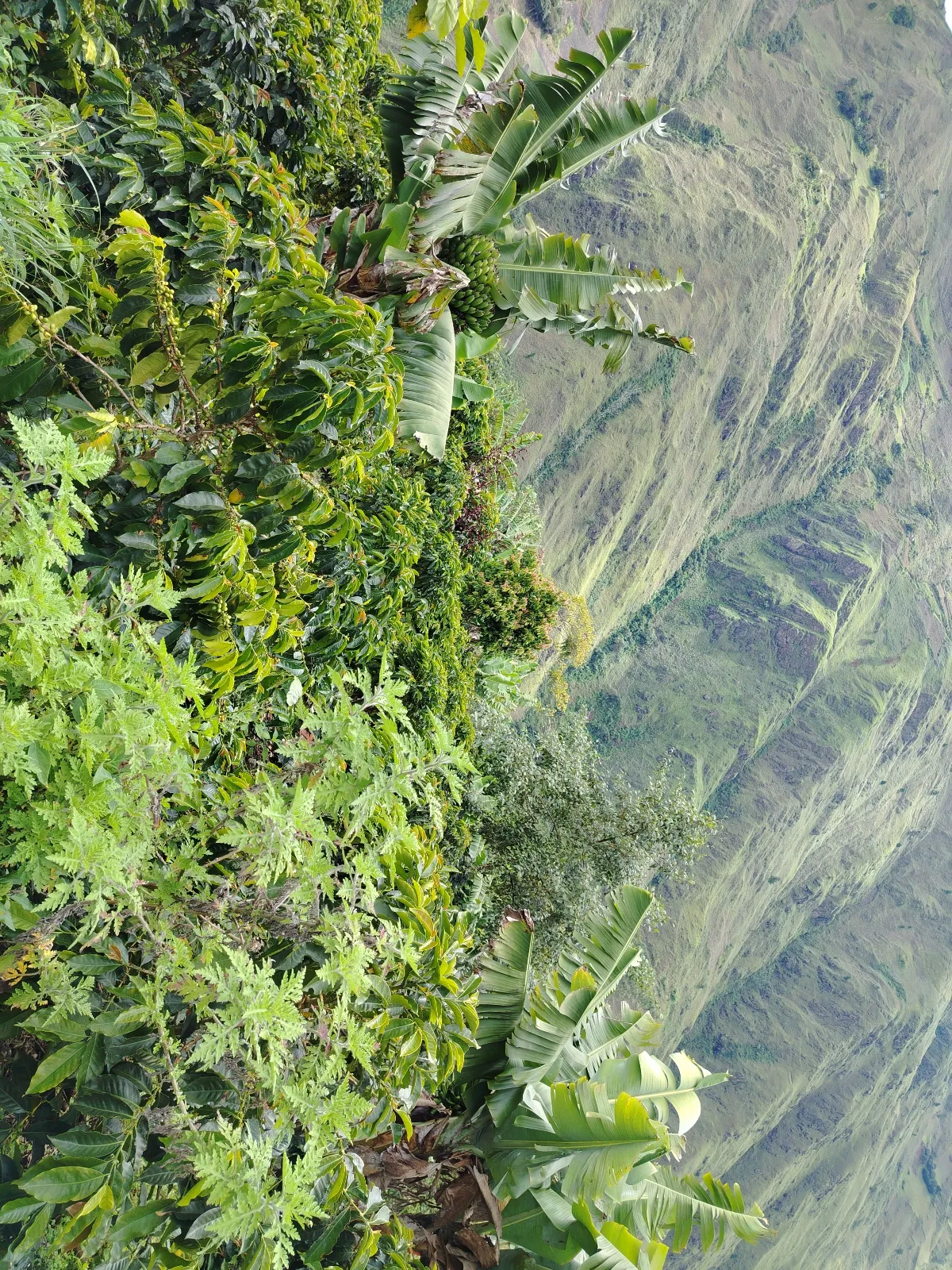 Finca Antonio mejía