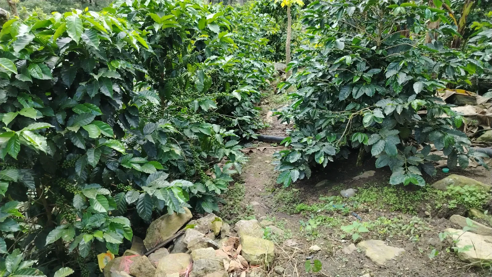 La quebrada