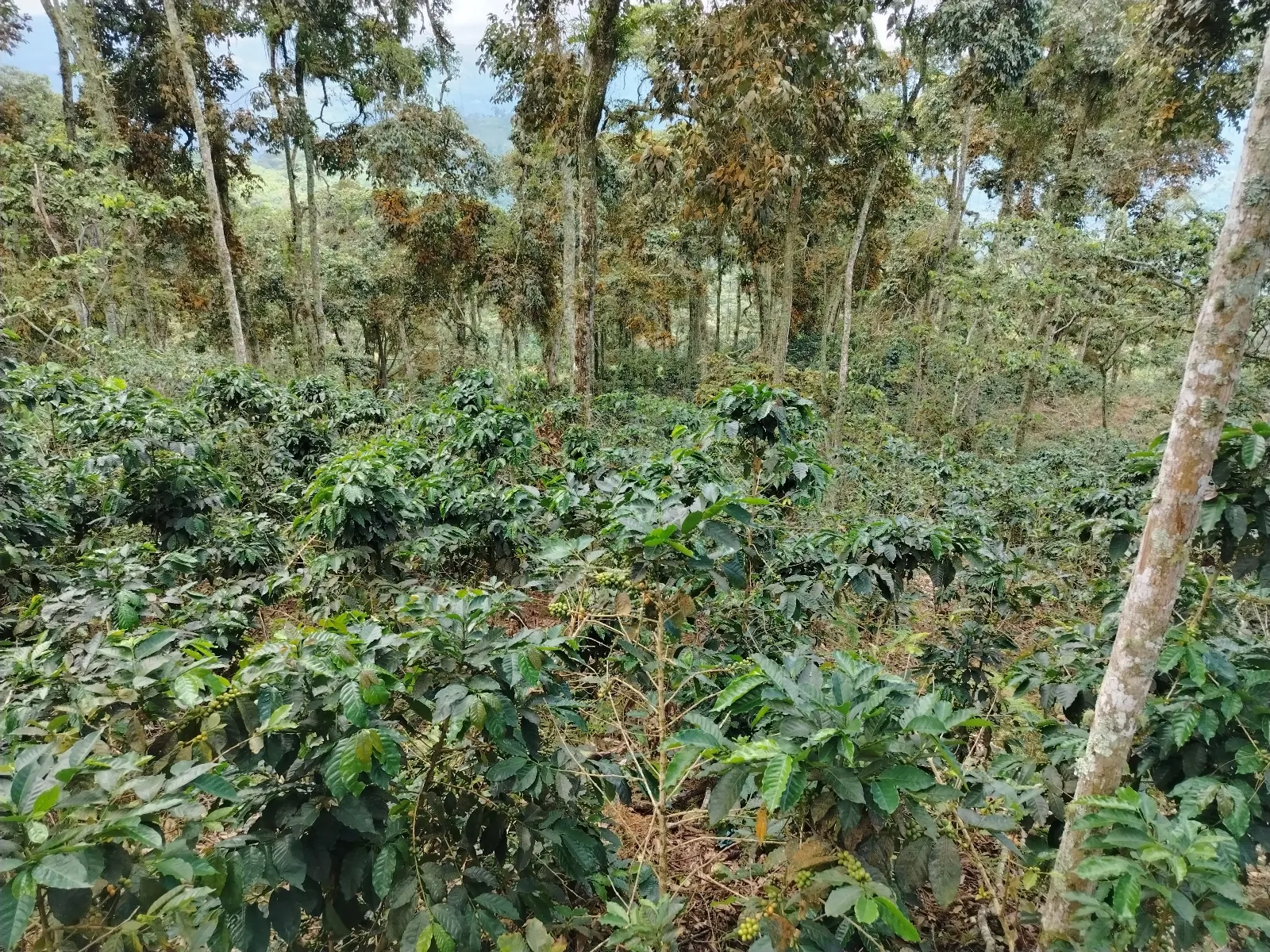 La buena fe
