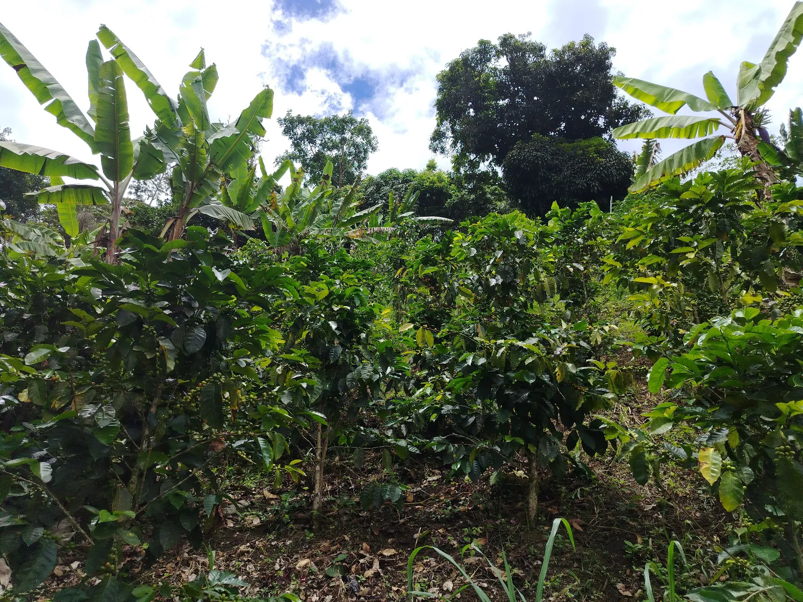 Finca los Ruiz