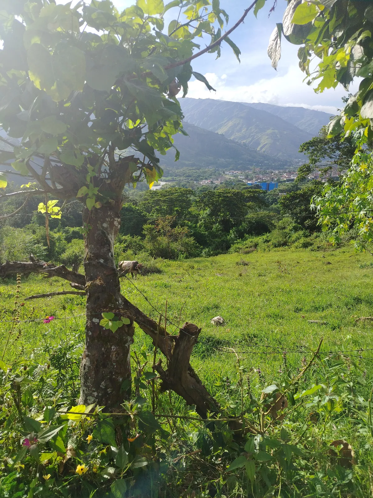 Finca los Rivas