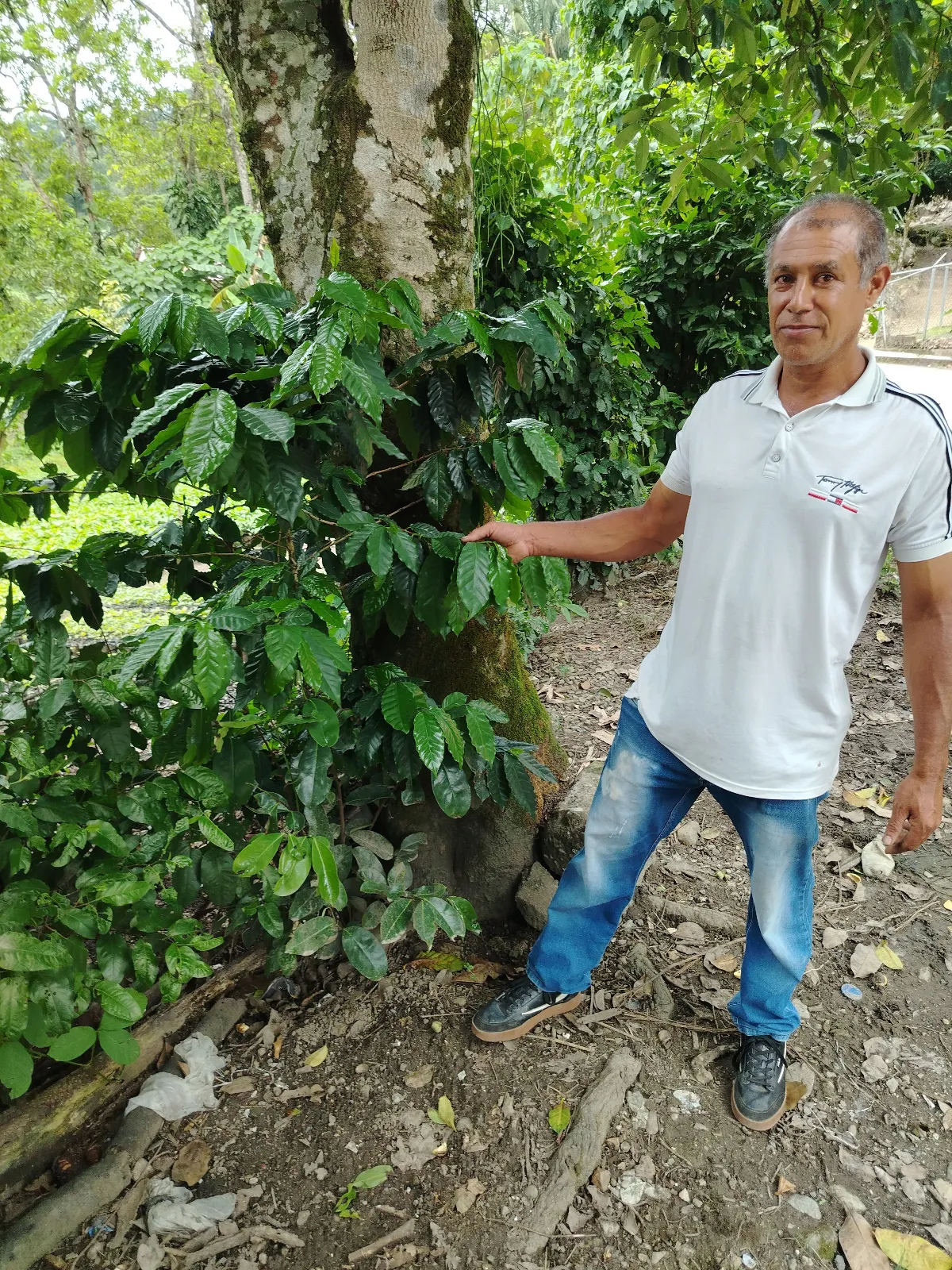 Iván Araujo