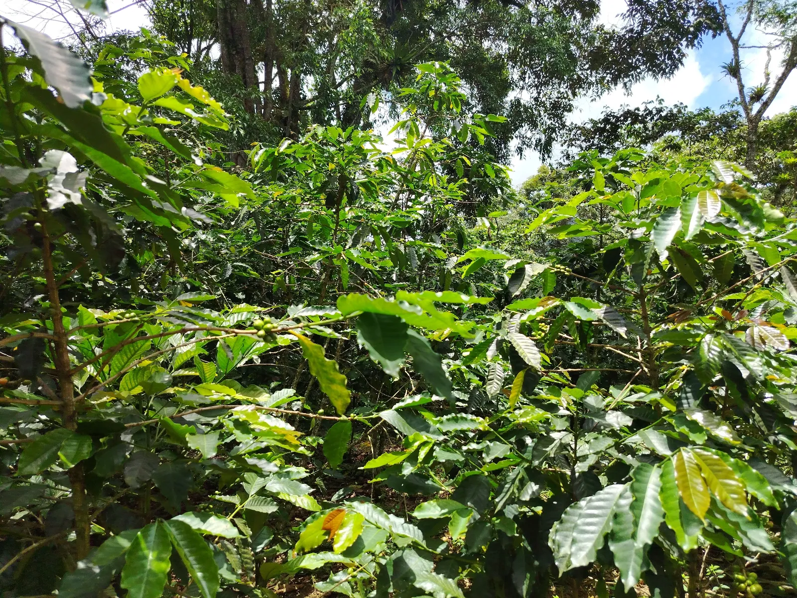 La Fortuna