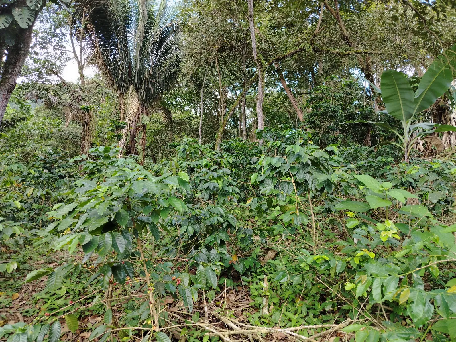 Finca la foncequera