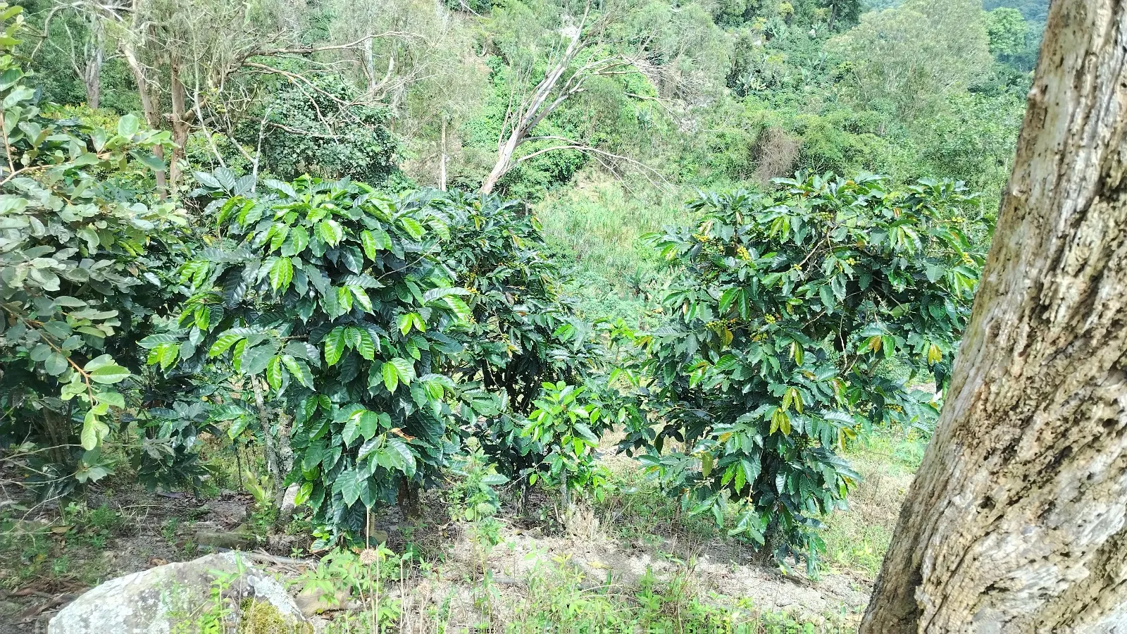 El barrancon