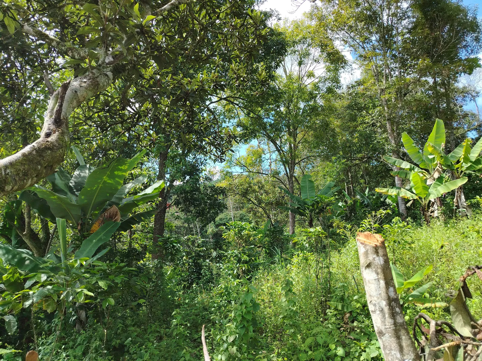 Finca Juan Jose