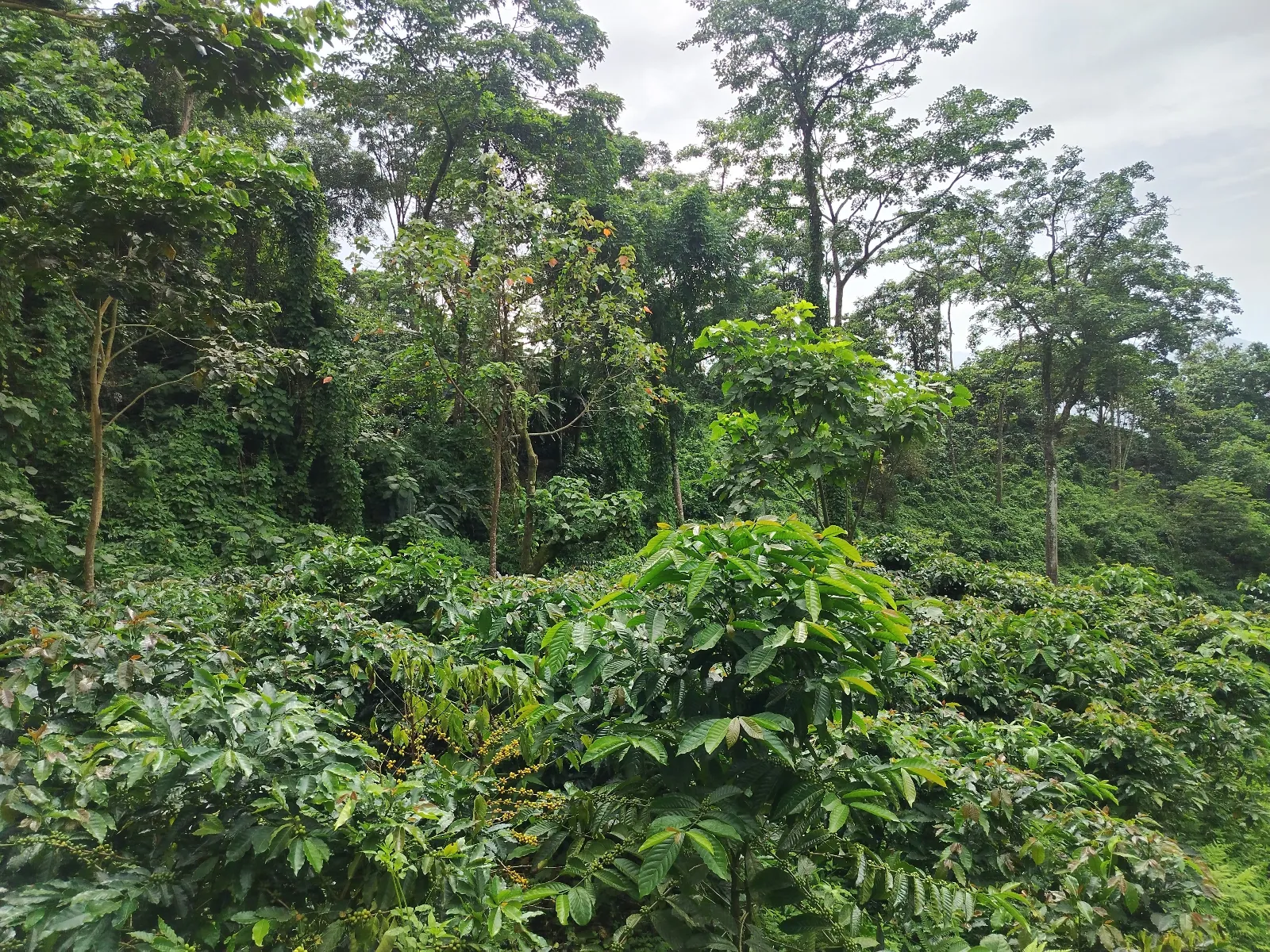 Perdomo