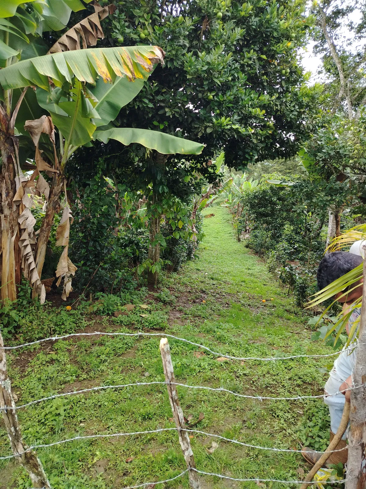 Finca Agustín
