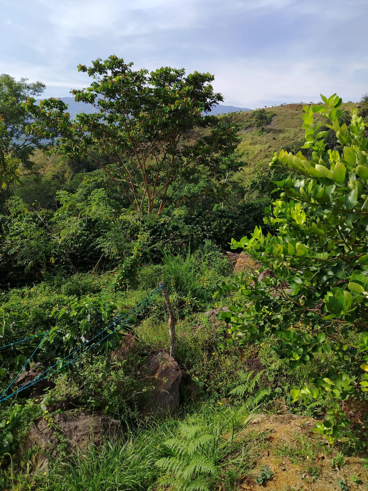 Agropecuaria calarca
