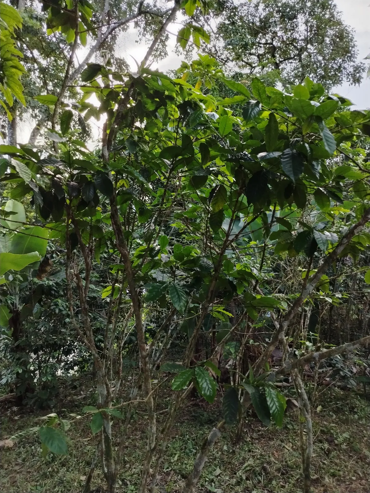 La Esperanza