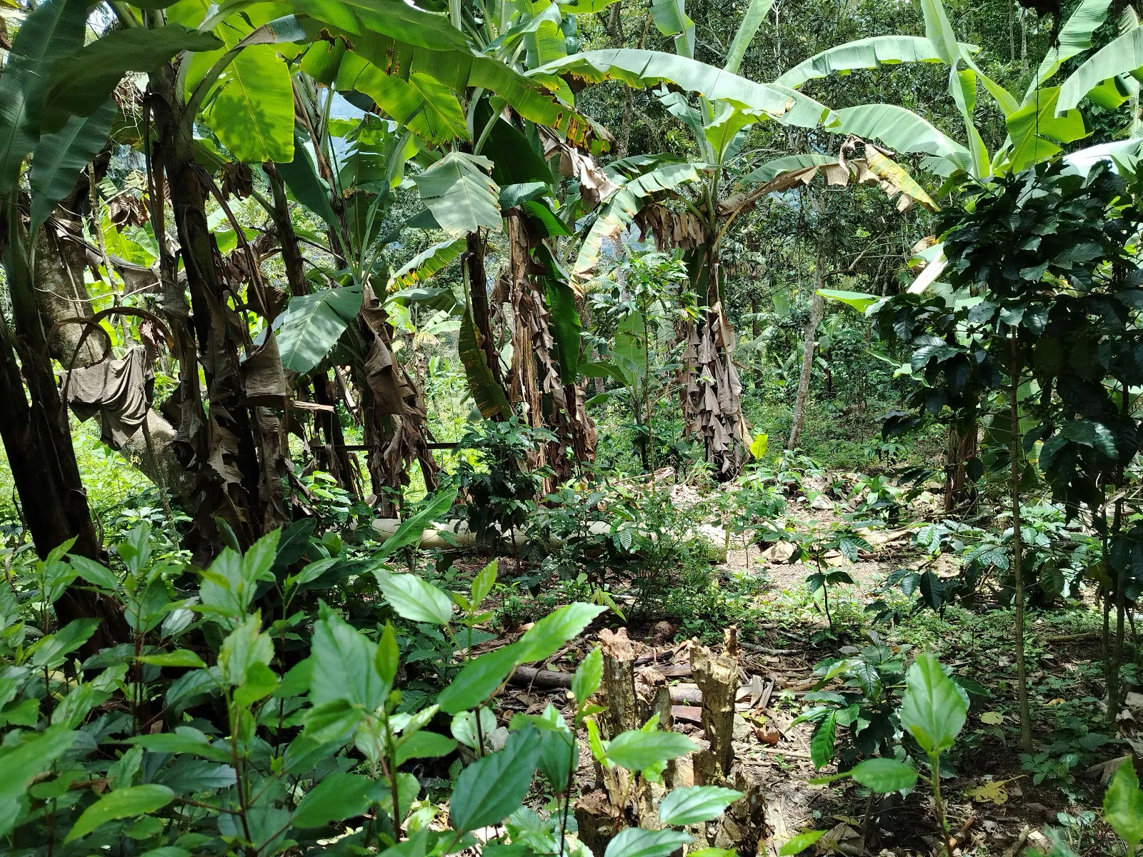Finca la Cañada