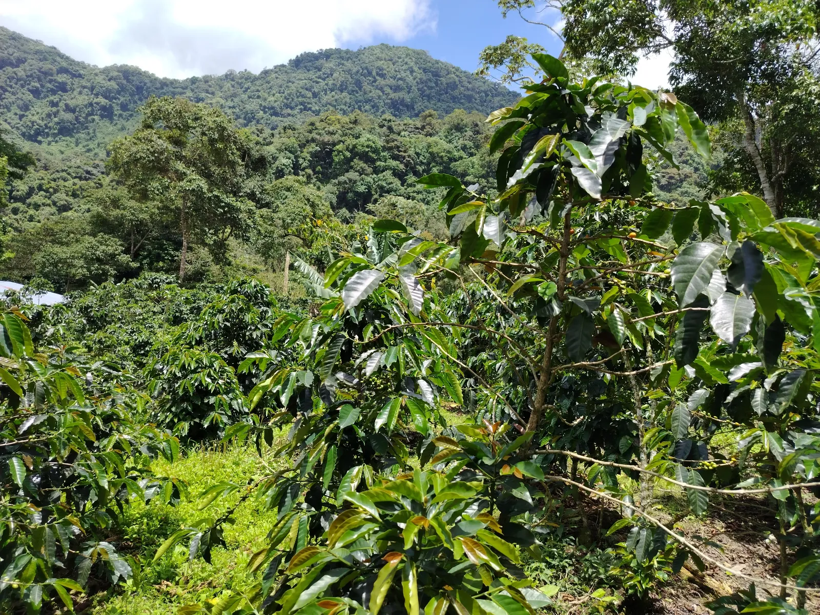 La Fila del Mango