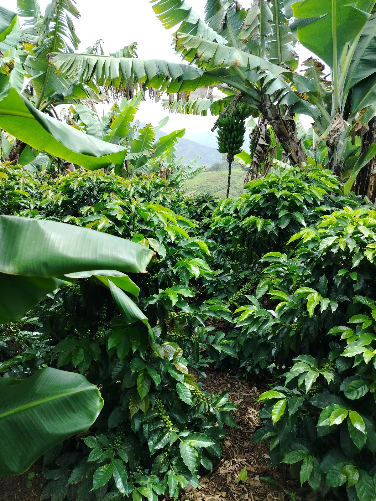 Finca manzanilla