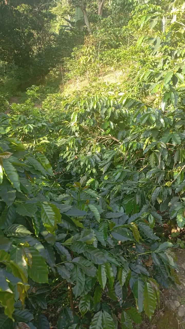 La Montaña