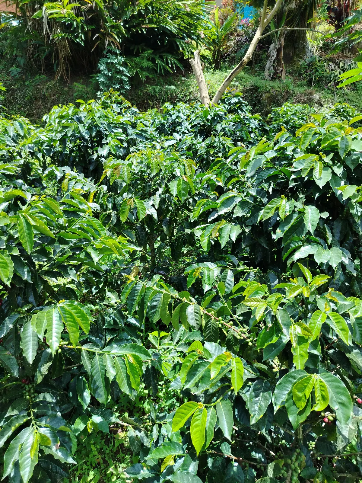 Finca Eleden