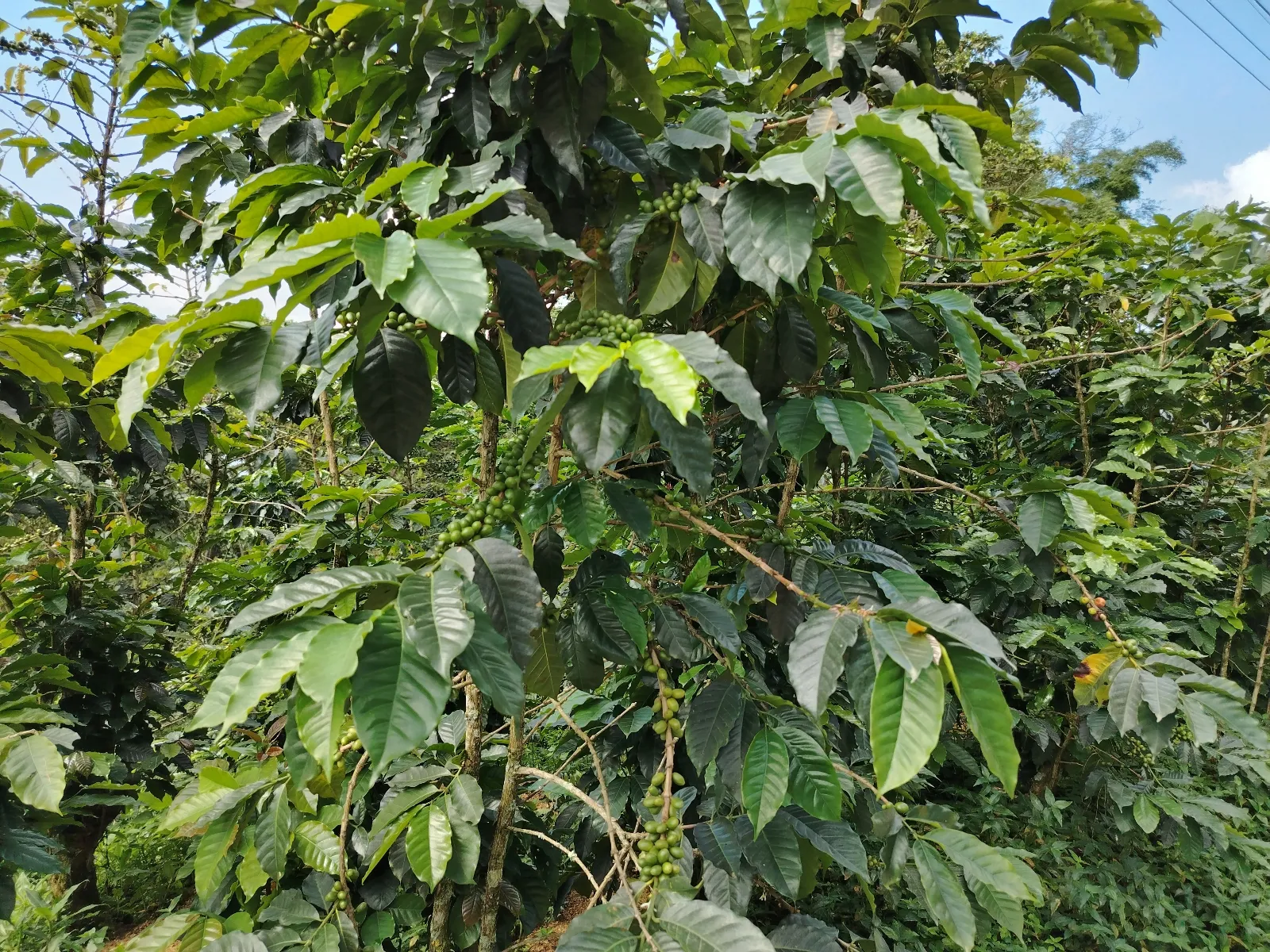 Botucal