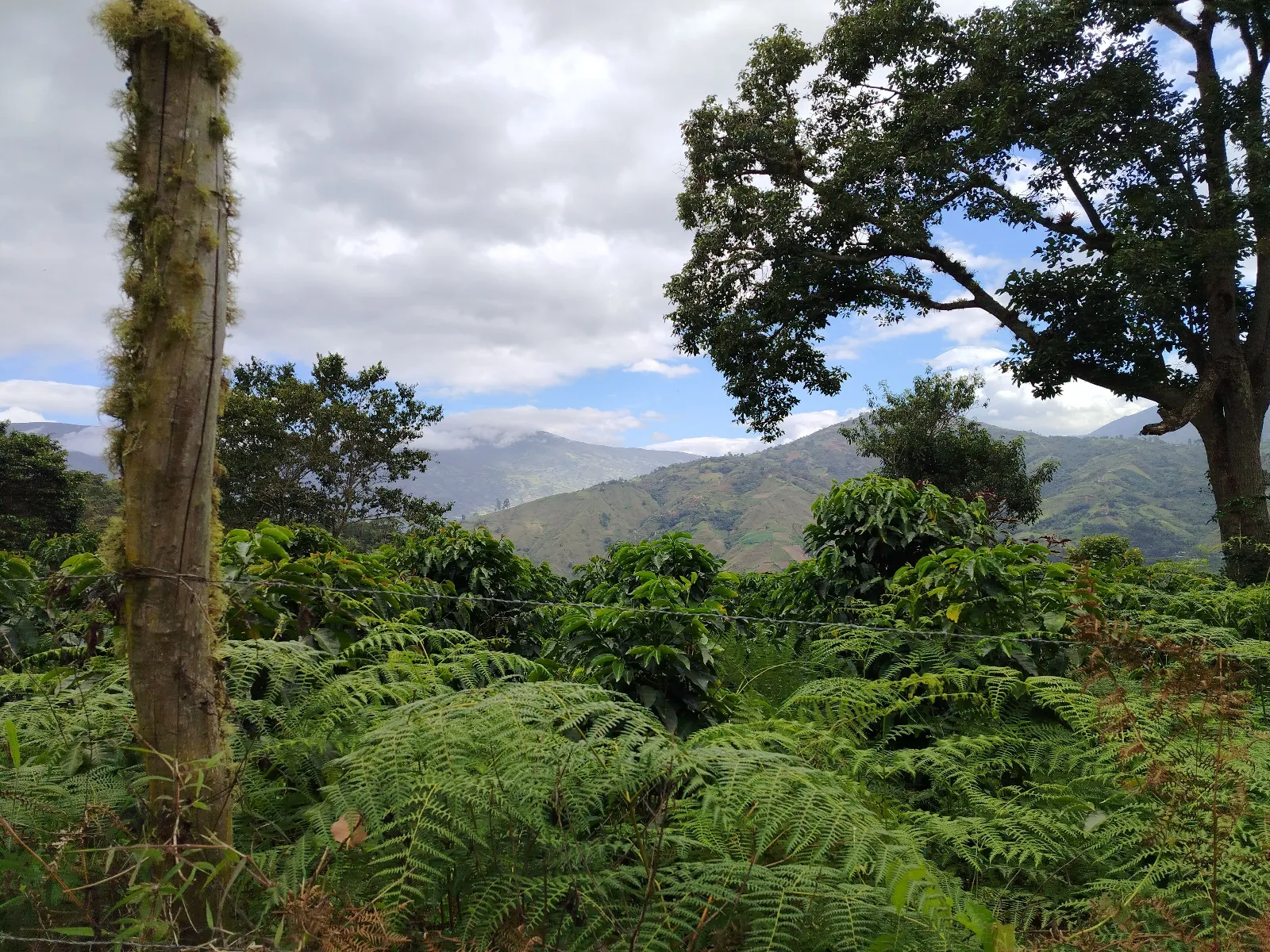 Finca las emes