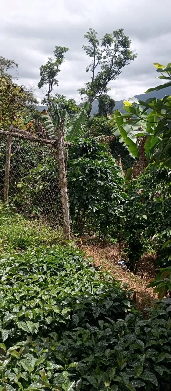 La Encrucijada