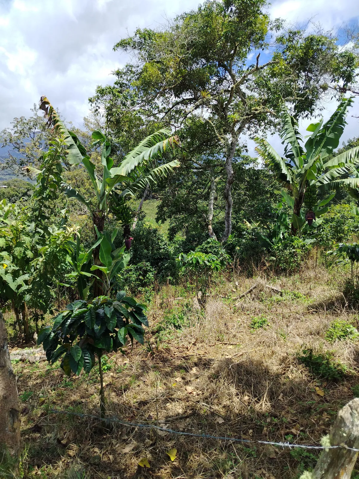 Finca Fabio