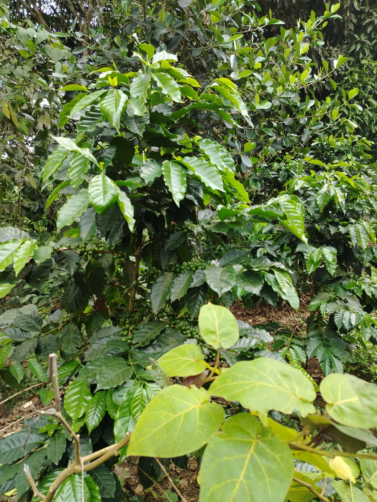 Finca Don Hernan