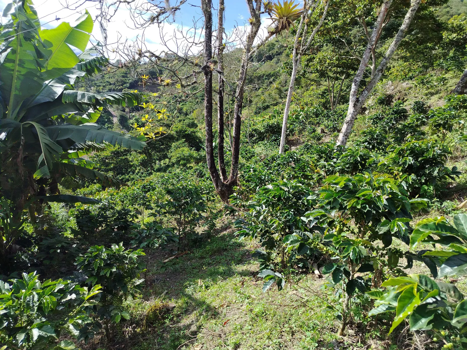 Finca Dani