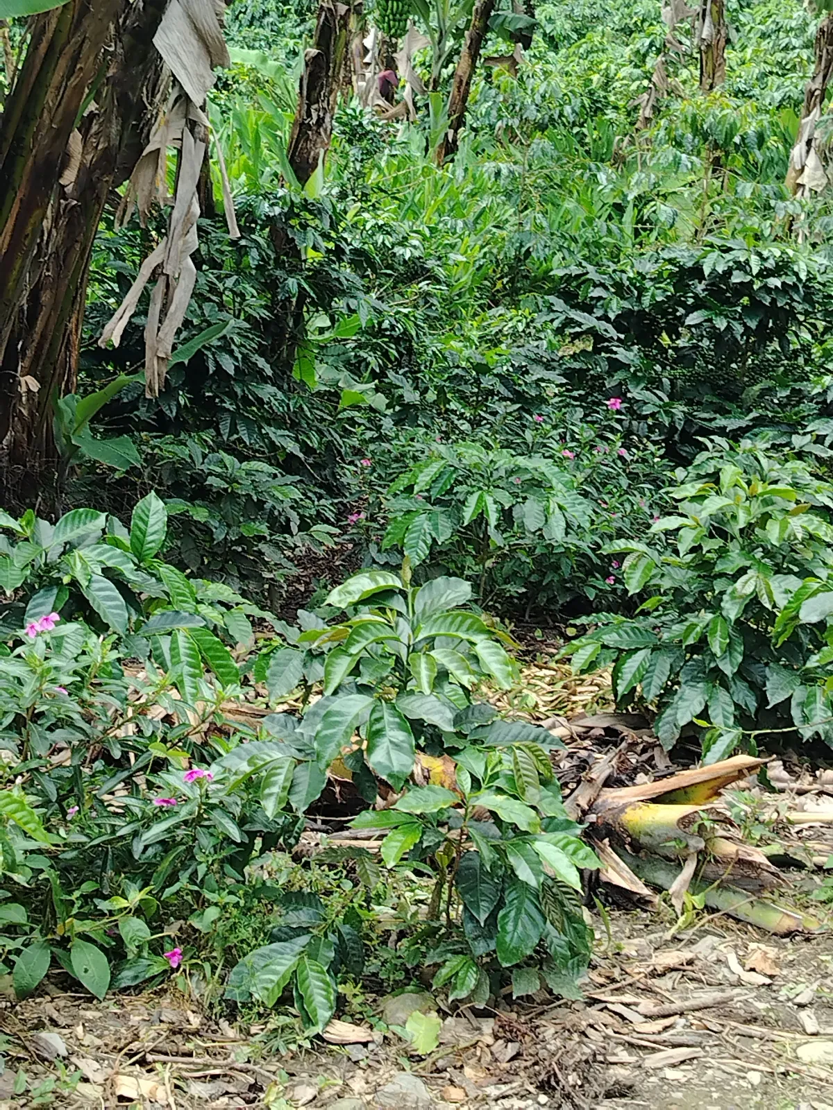La mano de dios