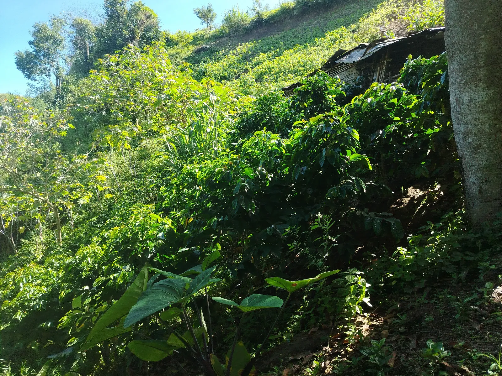 Finca Maria isabel