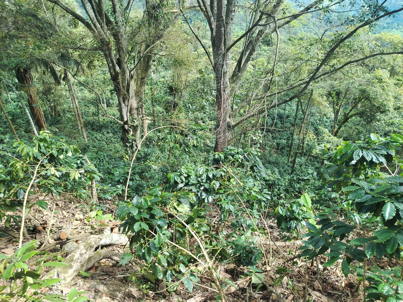 La promesa