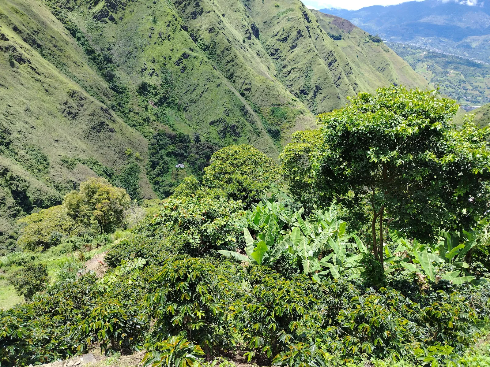 Finca julio